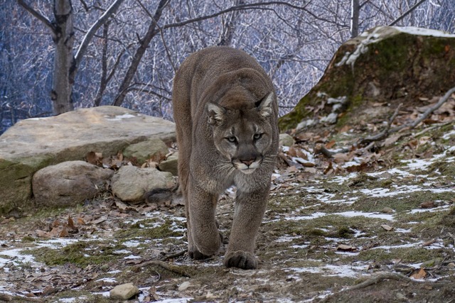 cougar-walking-while-looking-camera (1) (1) (1) (1)